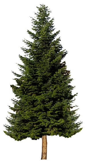 Evergreen Tree_3