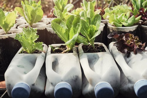 Milk Jug Plants